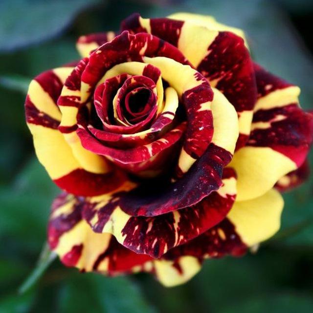 Rare Rose Bonsai Seeds (100 seeds/pkt)