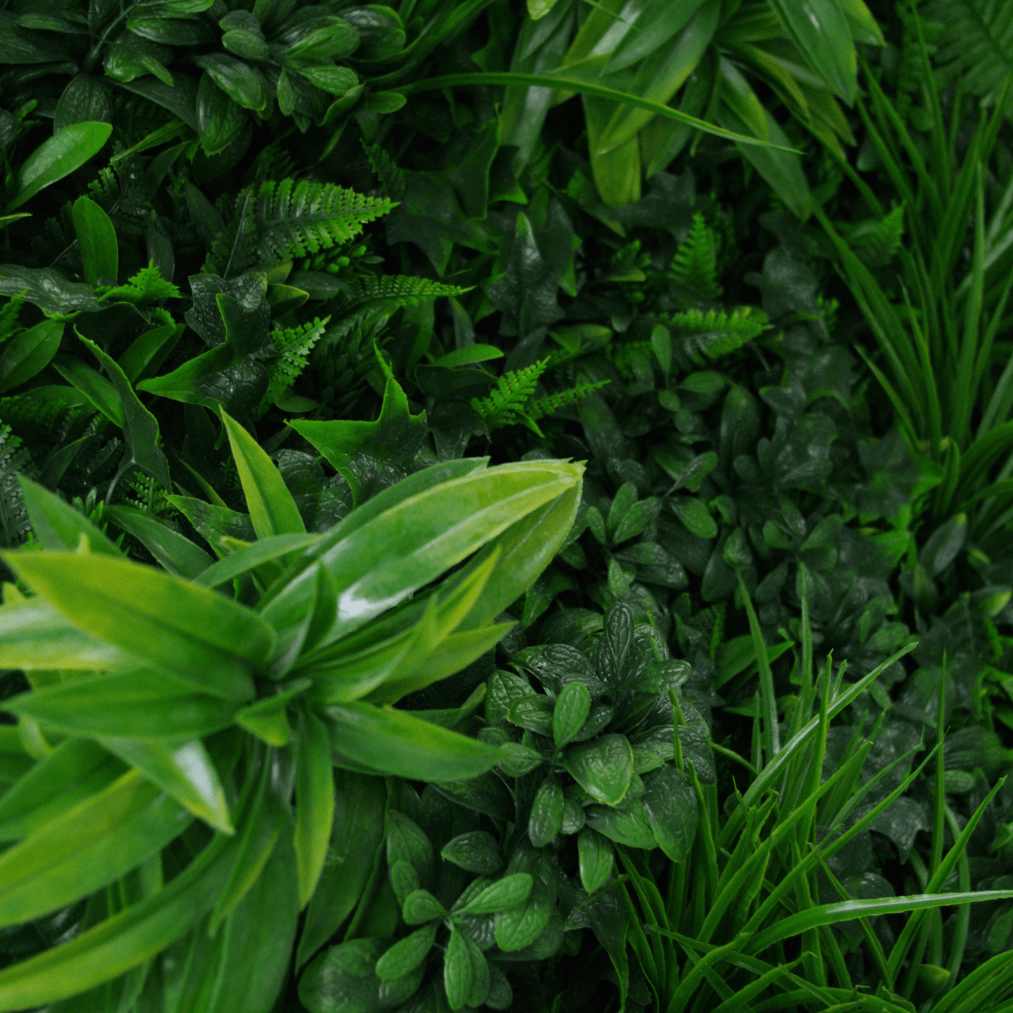 Green Tropics Green Wall