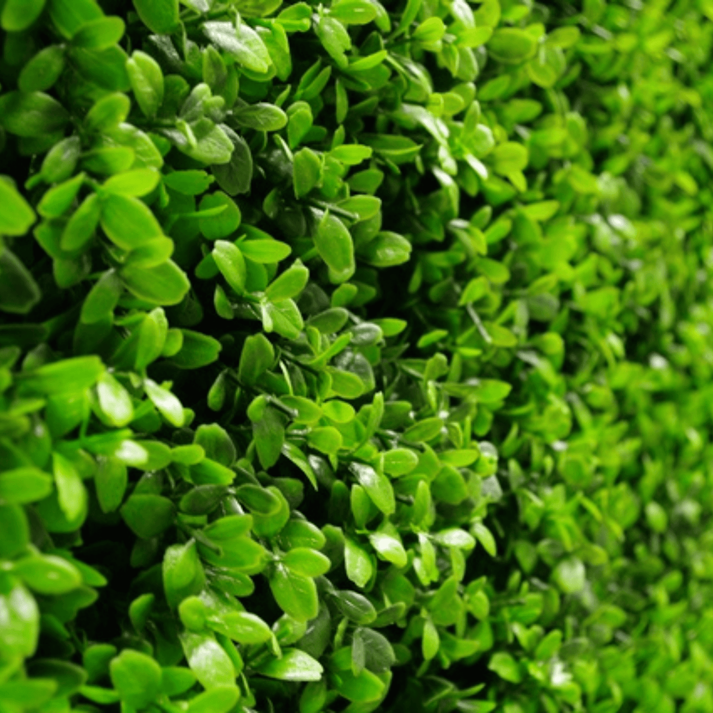 Boxwood Wall 40" x 40"