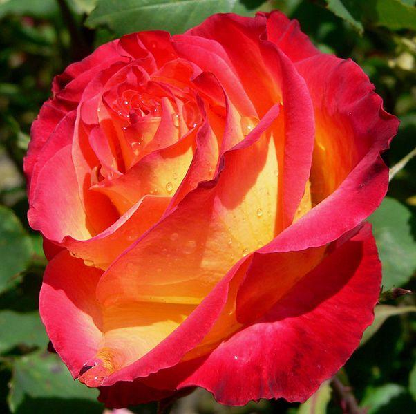 Rare Rose Bonsai Seeds (100 seeds/pkt)