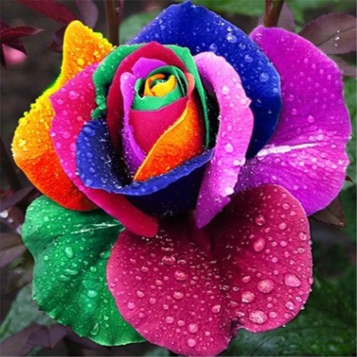 Rare Rose Bonsai Seeds (100 seeds/pkt)