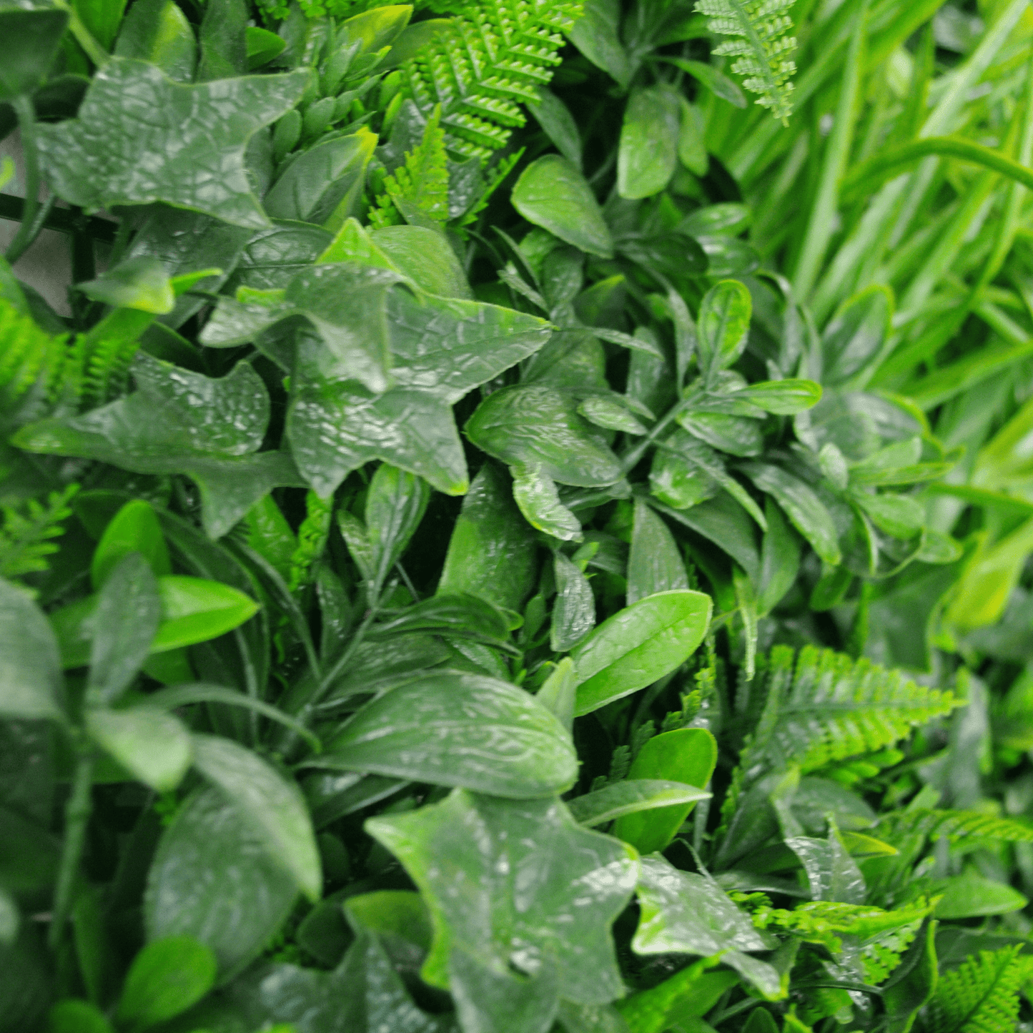 Green Tropics Green Wall