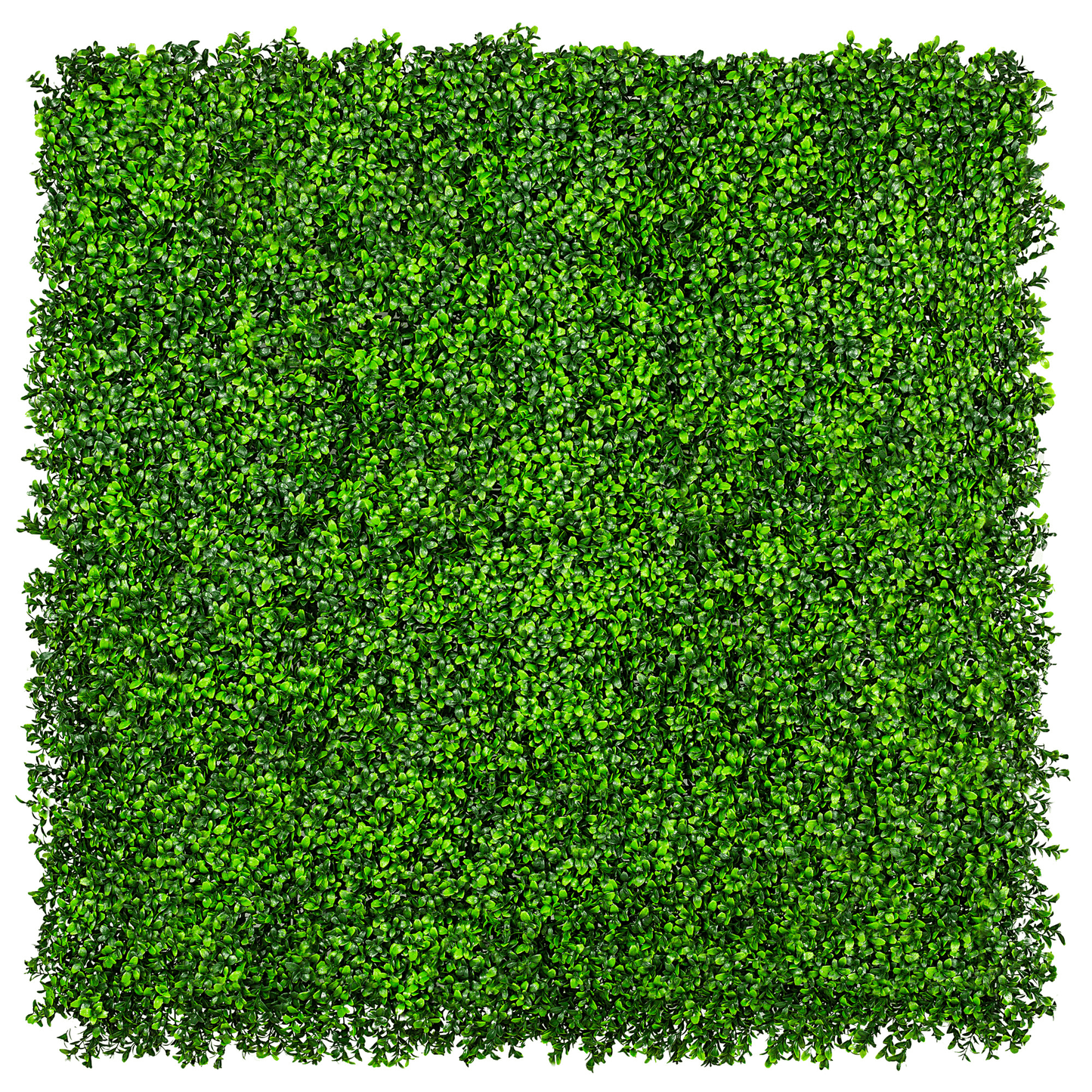 Boxwood Wall 40" x 40"