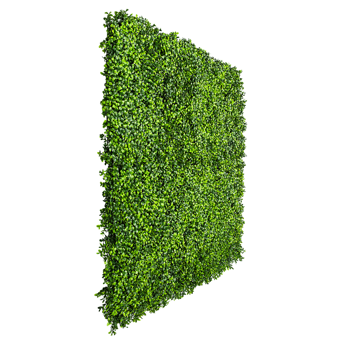 Boxwood Wall 40" x 40"